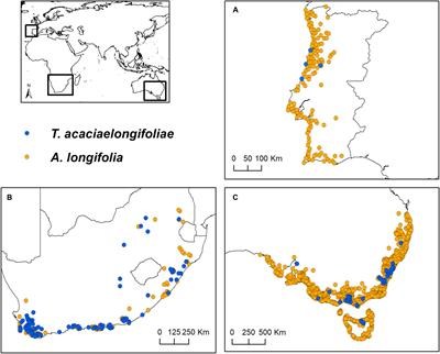 Can Niche Dynamics and Distribution Modeling Predict the Success of Invasive Species Management Using Biocontrol? Insights From Acacia longifolia in Portugal